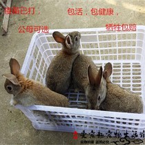 兔子活物大型巨型一对公母幼崽肉兔家养成年活体新西兰肉比利时兔