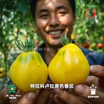 【满分推荐】种子猎人特拉科卢拉黄色番茄种子传家宝西红柿拯救者