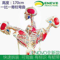 ENOVO颐诺170CM人体骨骼肌肉模型脊柱弯曲医学用瑜伽健身骨架标本