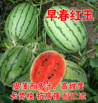 早春红玉2k超甜西瓜种子进口四季瓜南方西瓜蔬菜水果种子孑籽苗秧