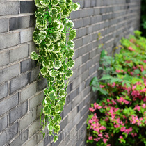 两串每包绿萝吊兰壁挂花仿真花吊篮挂墙面藤蔓绿植藤条阳台装饰品