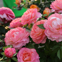 海神王月季大花微月浓香玫瑰花苗室内外阳台花卉盆栽庭院珍稀品种