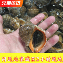 500克/7个左右北京闪送生猛海鲜大个深海海螺鲜活海味海鲜水产