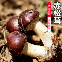 新鲜姬松茸 现摘现发赤松茸新鲜蘑菇 鲜菌菇火锅煲汤食材 500g