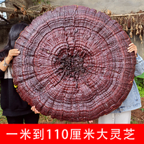 一米以上特大灵芝摆件观赏盆景赤灵芝中国千年巨型半野生灵芝整枝