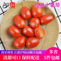花生小柿子1斤装当季新鲜水果碱地铁皮小番茄非千禧红色圣女果