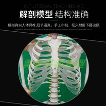 极速170cm人体骨骼模型 附半边韧带版 解剖骨科教学医用骷髅 骨架