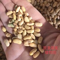 农家传统老种子小长粒黄豆肾形非转基因包邮农村农民常规容易种植