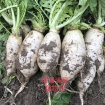 农家传统土白萝卜种子 老种子非转基因 非杂交 可留种  秋冬菜籽