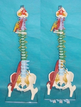多功能人体脊椎骨骼模型人体脊柱骨架椎间盘神经肌肉血管热销医