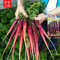 原装【紫参胡萝卜种子果蔬瓜甜种子胡萝卜人参紫色胡萝卜蔬菜种籽