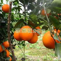 果树果苗嫁接橙子树苗 脐橙新品种-无核蜜橙苗 果味浓甜,芳香化渣