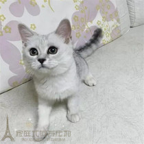 出售英国短毛猫英短银渐层活体幼猫纯种家养宠物猫渐层猫咪p
