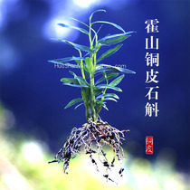 霍山铜皮石斛三年多年老种苗驯化苗可食用包成活开花盆栽绿植种植