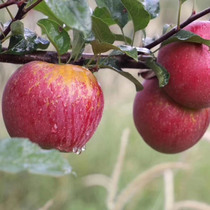 现货正宗2023年昭通苹果5斤10-12装当季新鲜水果脆甜可口云南本味