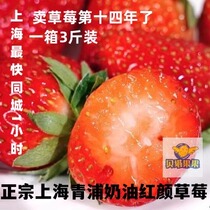 贝塔果果现新鲜水果青浦红颜奶油草莓礼盒装非丹东99章姬包邮上海