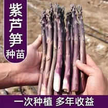 芦笋苗根紫色芦笋根苗四季种植蔬菜种苗阳台盆栽多年生绿色芦笋根
