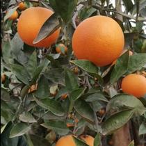 四川血橙新鲜上市应季水果孕妇可食用甜橙皮薄多汁手剥橙现摘现发