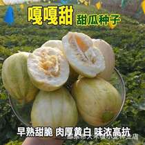 嘎嘎甜东北香瓜种子黄甜瓜水果种子春秋易种含糖量高农家老品种