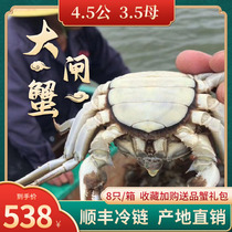 兴化红膏大闸蟹4.5两公3.5两全母大螃蟹鲜活海鲜特大现货河蟹礼盒