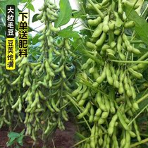 大粒毛豆种子早熟高产黄豆种子农家春夏季易播种非转基因蔬菜种子