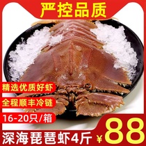 琵琶虾鲜活冷冻九齿扇虾皮皮虾超大新鲜海捕犀牛虾姑虾海鲜水产虾