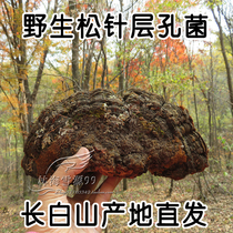 野生松针层孔菌 500克 长白山野生灵芝 松黄 松木层孔菌 整枝