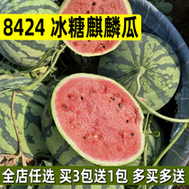 8424西瓜种子冰糖麒麟西瓜种籽大全美都春季水果蔬菜种子孑农作物