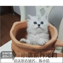 预售金吉拉幼猫长毛猫纯种家养银渐层绿眼宠物猫活体猫咪包健康q