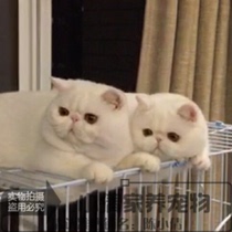 纯种赛级活体宠物加菲猫异国短毛猫纯白色加菲幼猫家养宠物猫q