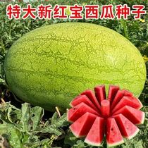新红宝西瓜种籽特大巨型西瓜种子新抗病西瓜种子家庭菜园庭院西瓜