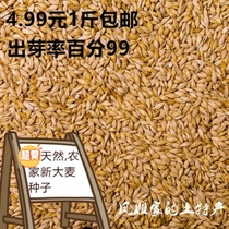 新大麦种子带壳大麦粒猫草种子麦芽糖发芽率高耐寒抗倒伏大麦籽