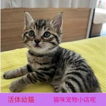 猫咪幼猫猫咪活体宠物猫幼猫金渐层幼崽中华田园猫橘白猫猫活物猫