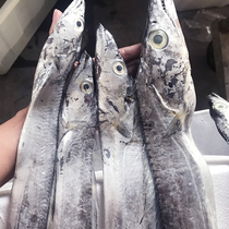 冰鲜大带鱼 新鲜大白刀鱼 舟山小眼睛特级超大带鱼鲜活海鲜1条/斤