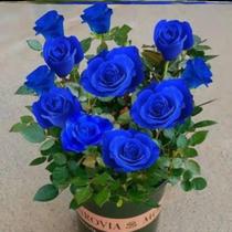 蓝色妖姬蓝玫瑰盆栽真花苗带花苞室内观赏花卉花盆四季绿植好养活