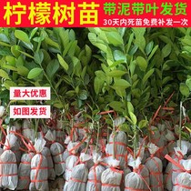 台湾四季无核香水柠檬树苗食用地栽南方种植无核籽青柠檬树苗盆栽