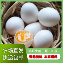 鸽子蛋新鲜30枚600克散养五谷杂粮白鸽蛋礼品孕妇宝宝辅食