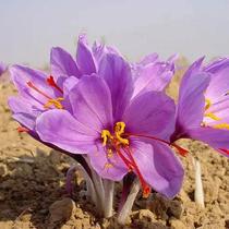 带芽正宗伊朗藏红花种球根花苗盆栽药用种子耐寒四季开花卉多年生