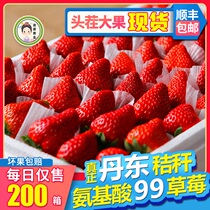 丹东草莓东北马家岗秸秆99奶油新鲜红颜大孕妇九九牛奶草莓礼盒