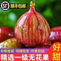 【顺丰包邮】现摘广西无花果5斤新鲜水果当季特级大果红皮无花果