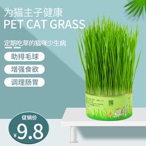 猫草种子水培猫零食除毛球化毛膏猫草种籽盆栽套装猫咪用品