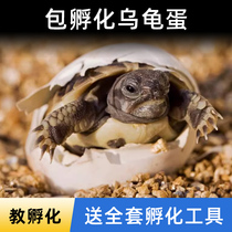 小乌龟蛋可孵化套装巴西龟活体中华草龟花龟招财龟墨龟甲鱼火焰龟
