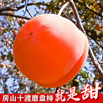 北京房山磨盘柿子大柿子现摘新鲜东北大冻柿子整箱河北软柿子10斤