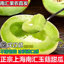 正宗上海南汇玉菇甜瓜10斤装青皮绿肉当季冰淇淋蜜瓜香瓜顺丰包邮