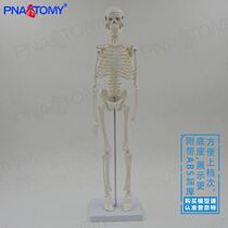 45cm小白人体骨骼模型全身骷髅骨架可拆卸送挂图教学医用美术玩具