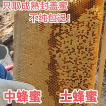 农户自养蜂蜜中蜂蜜土蜂蜜百花蜜纯天然适合孕妇老人大人小孩