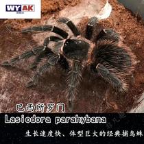 宠物蜘蛛活物网红新手入门品种巴西所罗门橙巴布海格力斯巨人爬虫