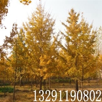 银杏树苗大树南北方种植庭院大型银杏树工程绿化树苗白果树苗乔木