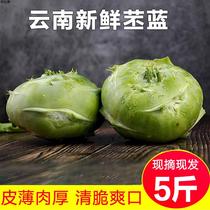 云南新鲜蔬菜苤蓝5斤农家自种当季叶菜类甘蓝芥兰芥菜头