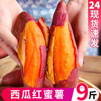 西瓜红红薯9斤板栗番薯糖心蜜薯农家自种地瓜新鲜蔬菜香薯10整箱